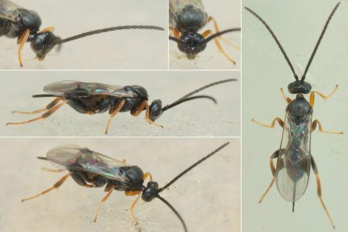 Réf. 241 852 : Microgastrinae inconnu